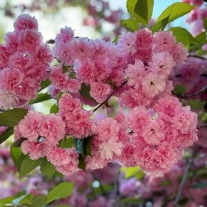 Meet your Posher, Quincey!